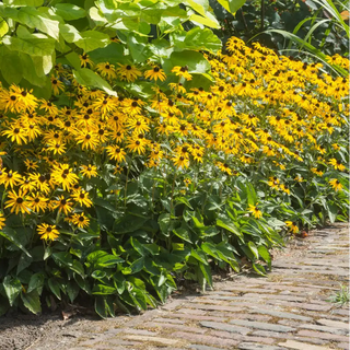 Rudbeckia fulgida 'Goldsturm'