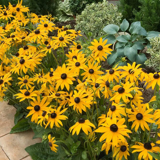 Rudbeckia fulgida 'Goldsturm'