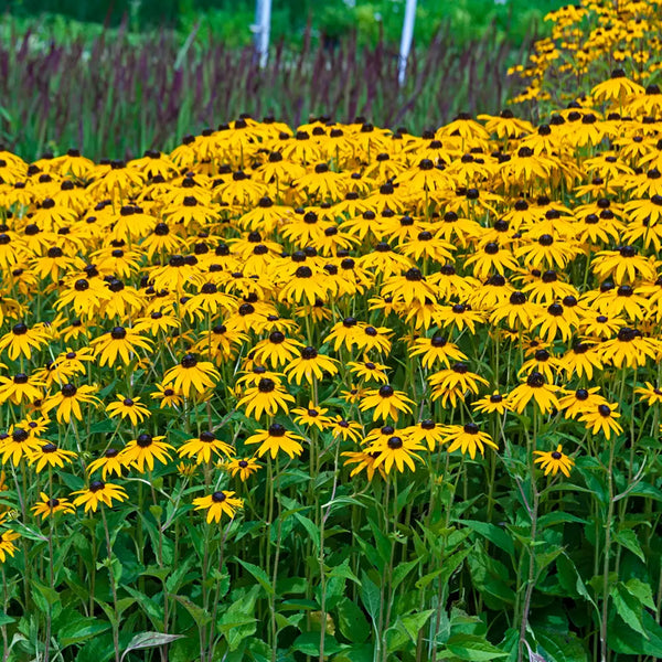 elephant ear rudbeckia plant Black-Eyed Susan