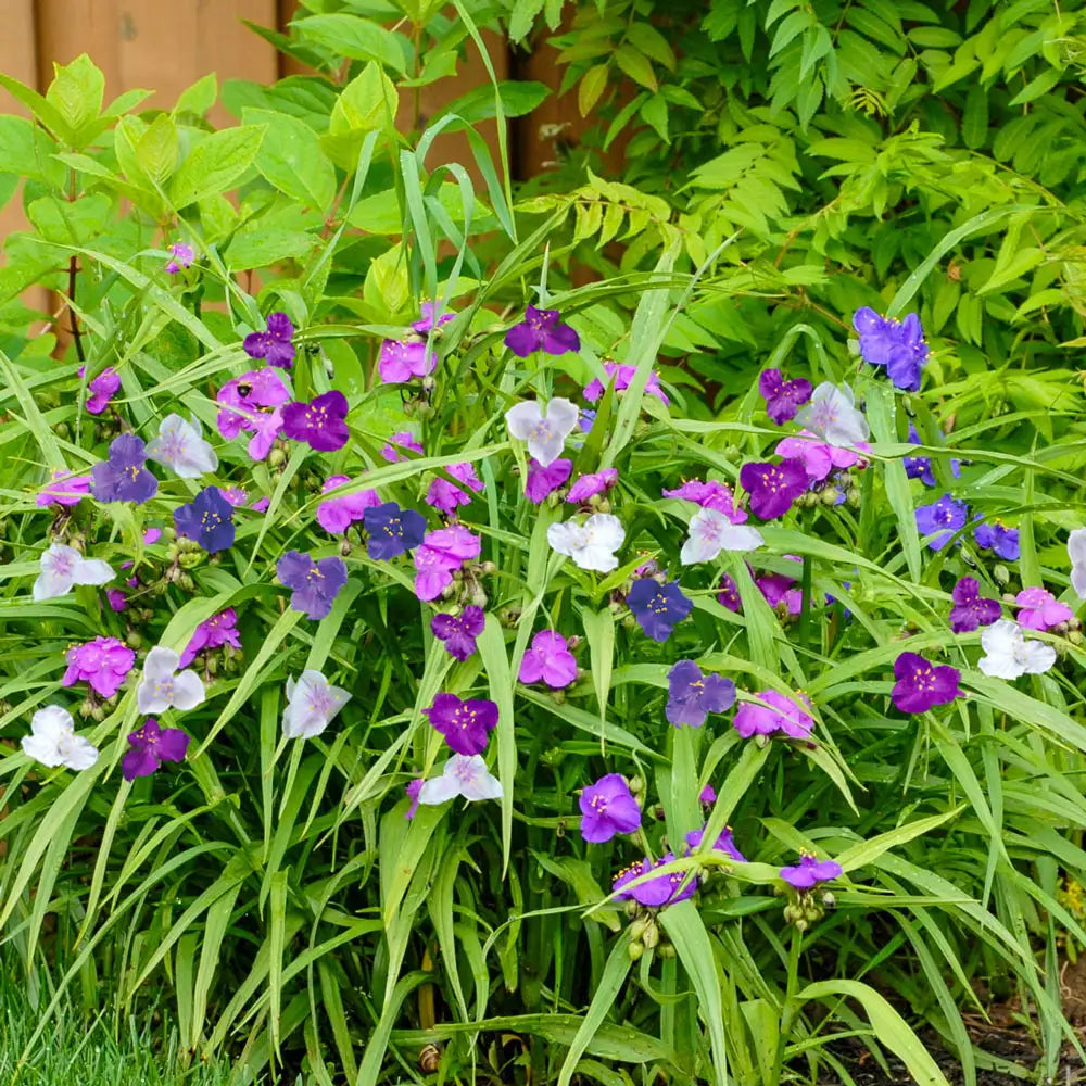 spider wart plant Spiderwort Mixed Colors