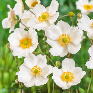 Japanese Anemone Honorine Jobert