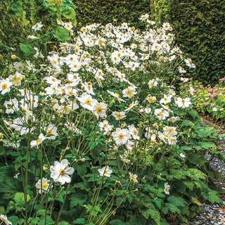 Japanese Anemone Honorine Jobert