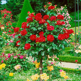 Chrysler Imperial Hybrid Tea Rose