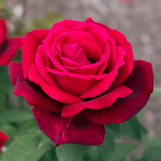 Chrysler Imperial Hybrid Tea Rose