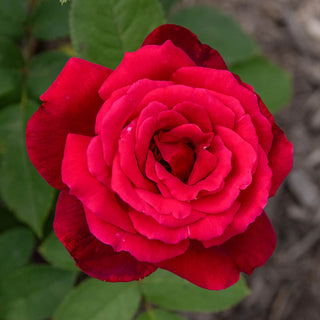 Chrysler Imperial Hybrid Tea Rose