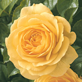 36" Tree Rose Julia Child