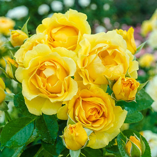 36" Tree Rose Julia Child