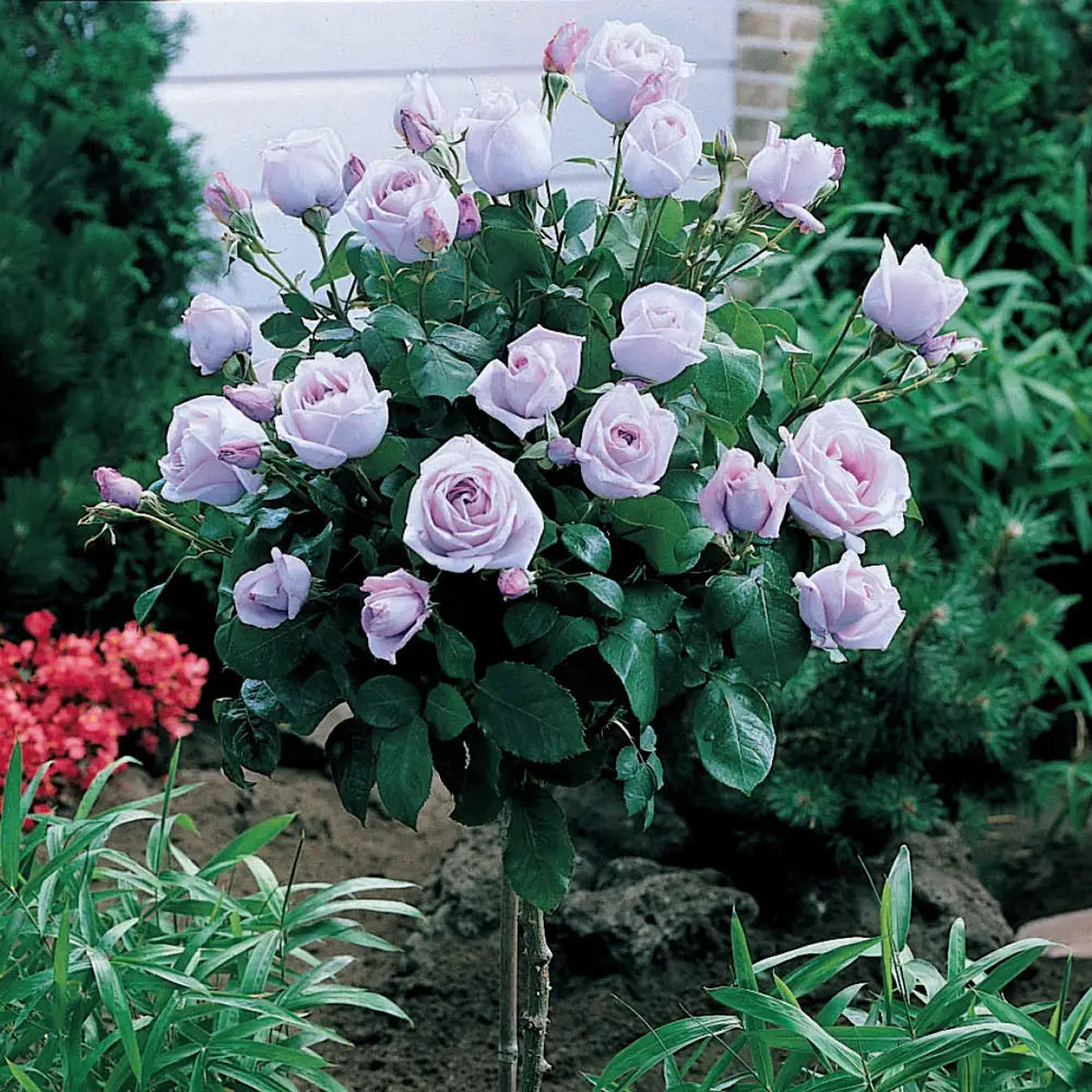lavender rose tree 36" Tree Rose Neptune™