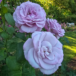 36" Tree Rose Neptune™