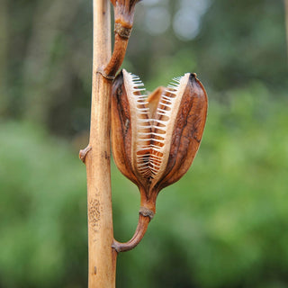 Giant Himalayan Lily