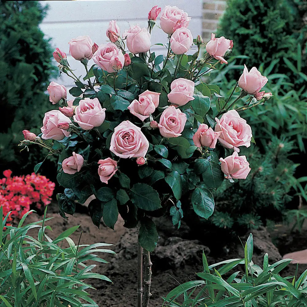 Falling In Love Tree Rose | K. van Bourgondien