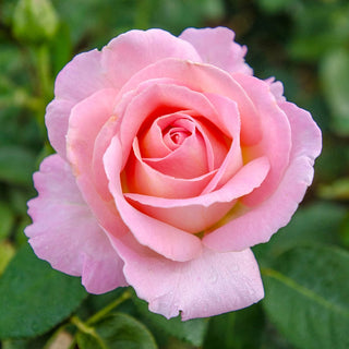 36" Tree Rose Falling In Love™