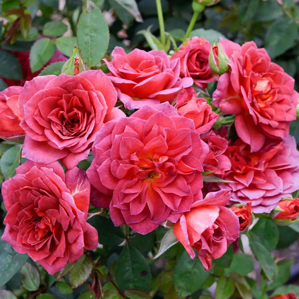 Midnight Fire Miniature Rose | K. van Bourgondien