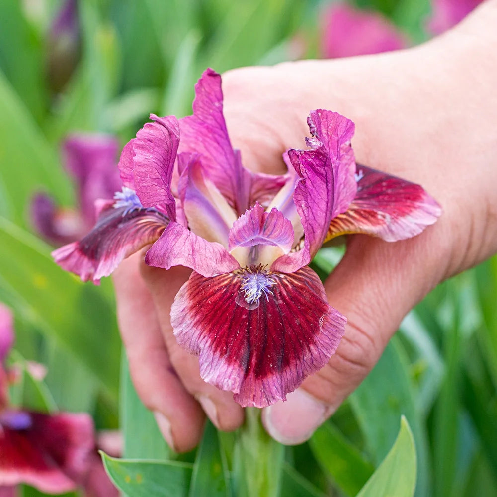 cats eye dazzle plants indoors Dwarf German Iris Cat's Eye
