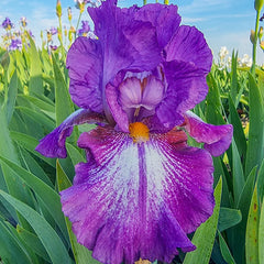 Aubergine a la Mode Reblooming German Iris | Dutch Bulbs