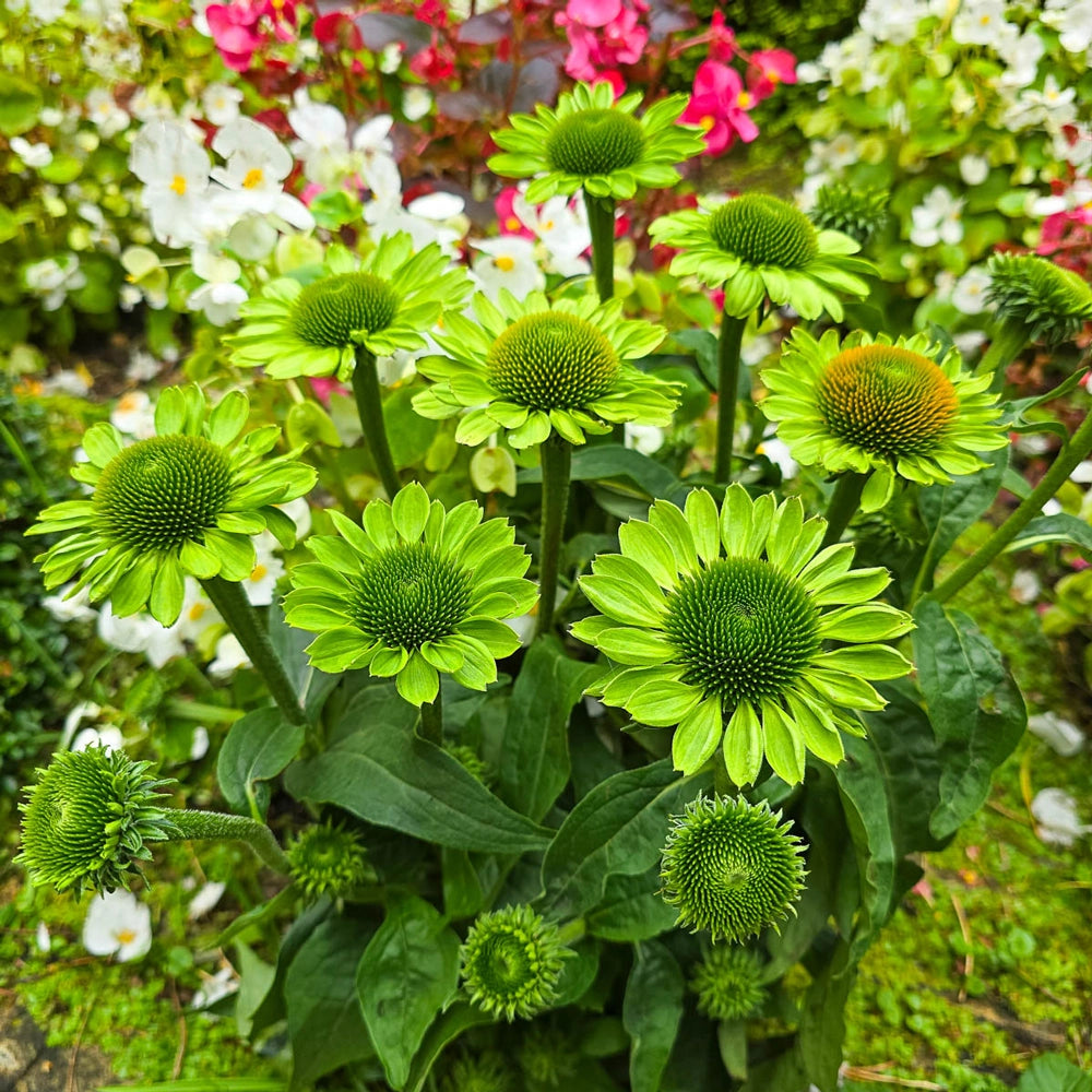 echinacea green jewel seeds Coneflower Alan's Pride