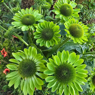 Coneflower Alan's Pride