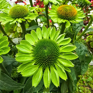 Coneflower Alan's Pride