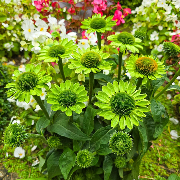 echinacea green jewel plant Alan's Pride Coneflower