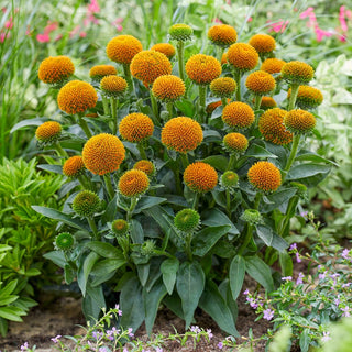 Coneflower Drumstick Yellow