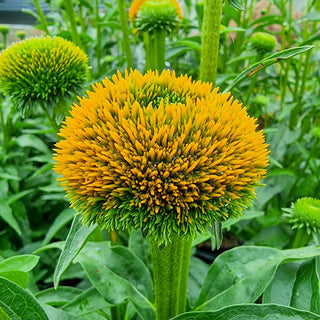 Coneflower Drumstick Yellow