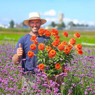 Coneflower Cheerleader Orange