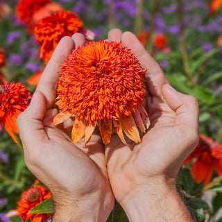 Coneflower Cheerleader Orange