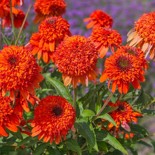 Coneflower Cheerleader Orange