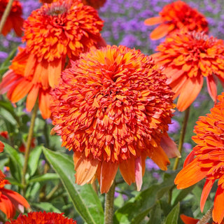 Coneflower Cheerleader Orange