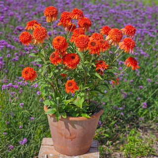 Coneflower Cheerleader Orange