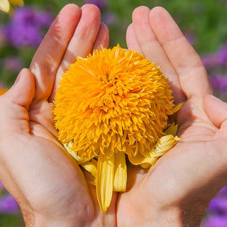 Coneflower Cheerleader Yellow