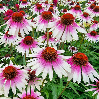 Coneflower Sombrero White-Purple