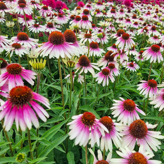 Coneflower Sombrero White-Purple