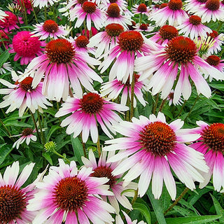Coneflower Sombrero White-Purple