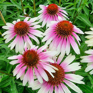 Coneflower Sombrero White-Purple