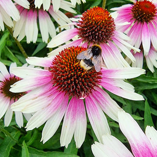 Coneflower Sombrero White-Purple