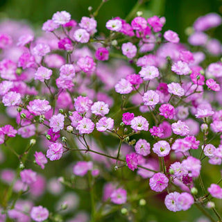 Baby's Breath Flamingo
