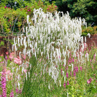 Bottlebrush Plant All Time High