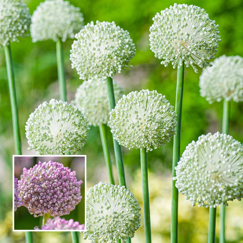 K. van Bourgondien Allium Ping Pong