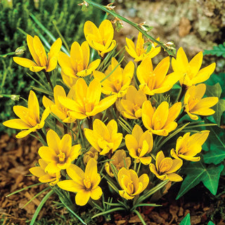 Species Crocus Korolkowii