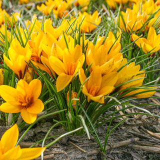 Species Crocus Korolkowii