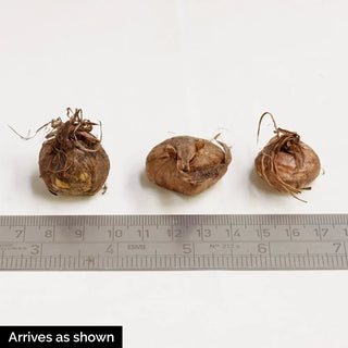 Species Crocus Korolkowii