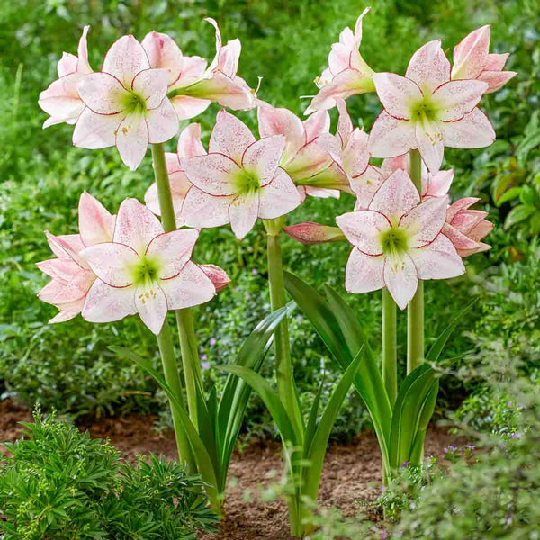 1000 Stars Amaryllis | K. van Bourgondien