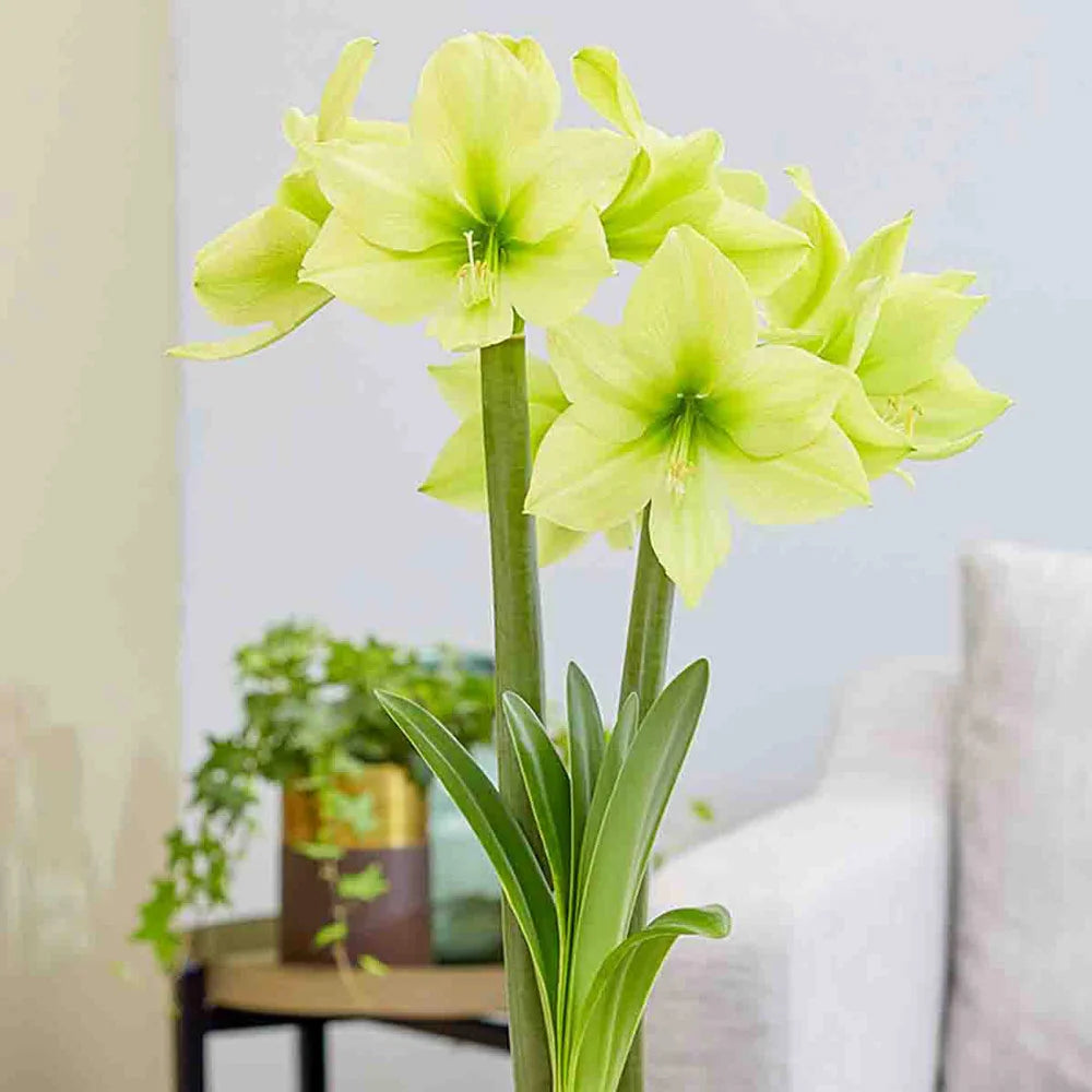 amaryllis plant indoors Amaryllis Lemon Star | Bag of 3 Wholesale Bulbs | Hippeastrum 'Lemon Star' | Zone 3-10 | Yellow | Green | 16 - 24 inches | Full Sun