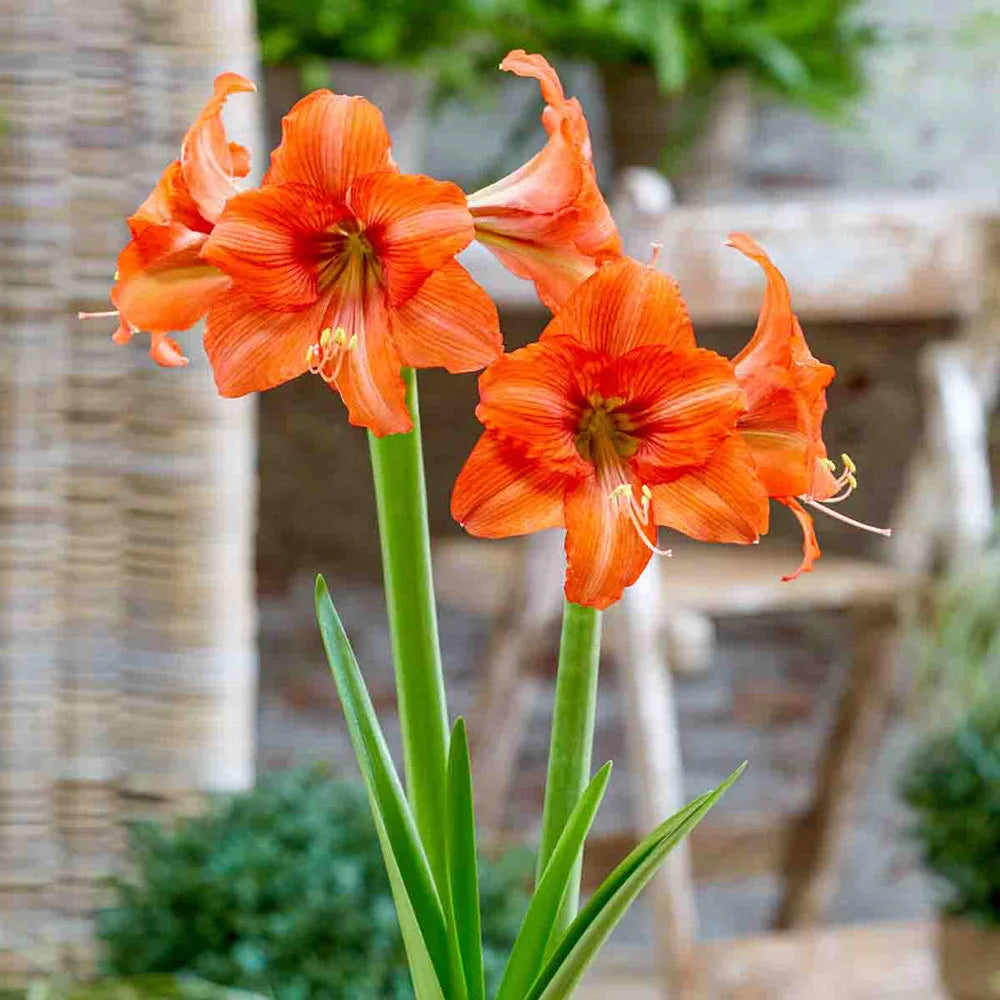 lily orange flower Amaryllis Orange Queen