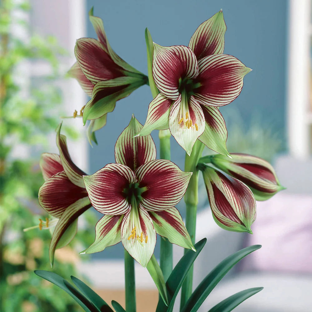 Amaryllis papilio