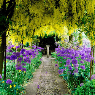 Alliums