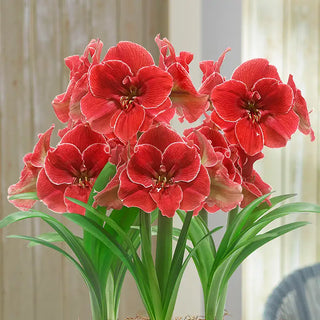 Amaryllis