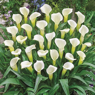 Calla Lilies