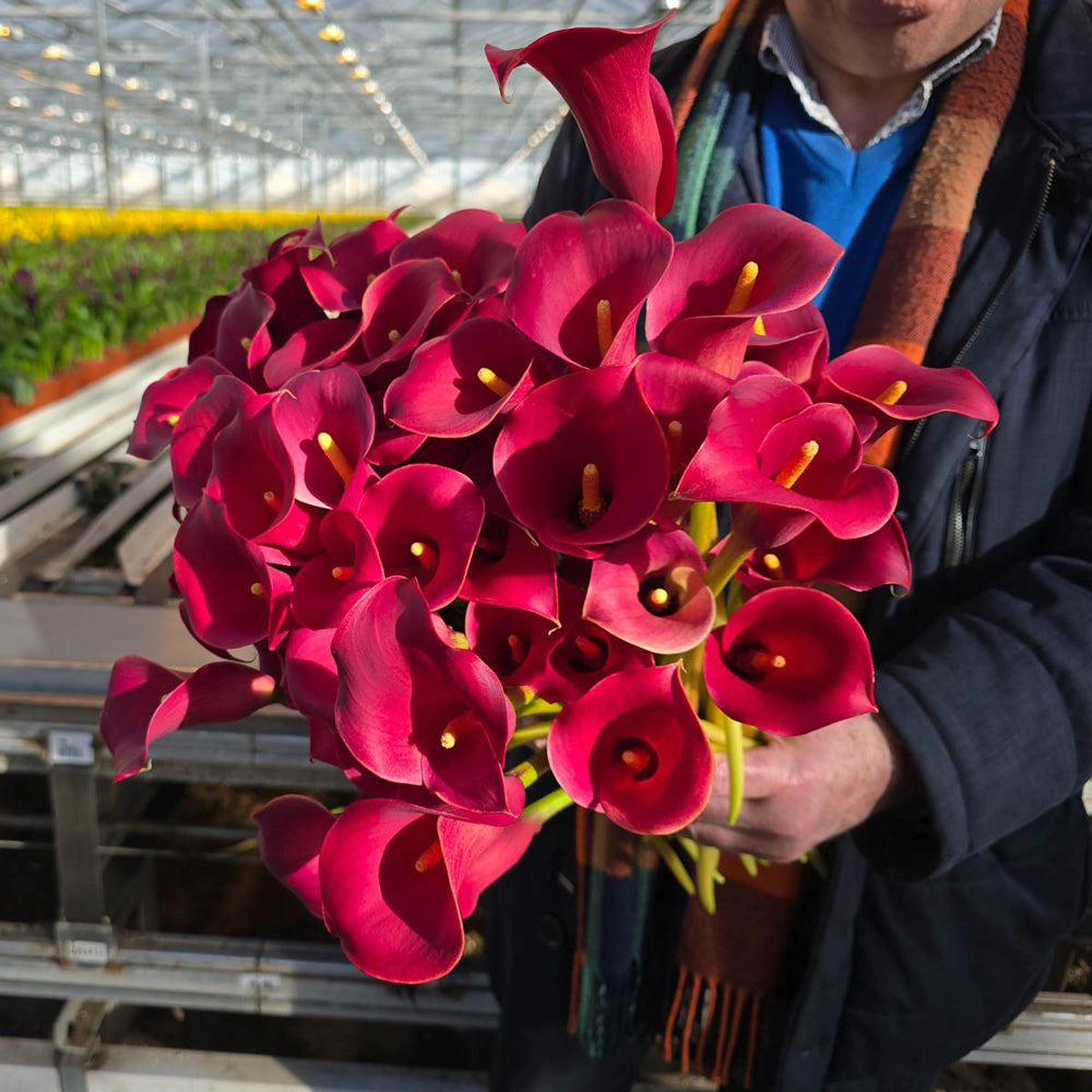 red flower like peace lily Hybrid Calla Lilies Red Alert